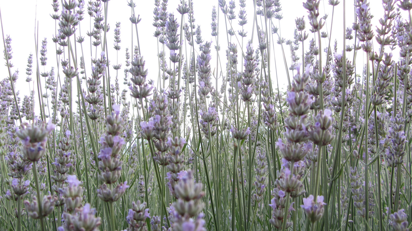 Lavendel in Südtirol