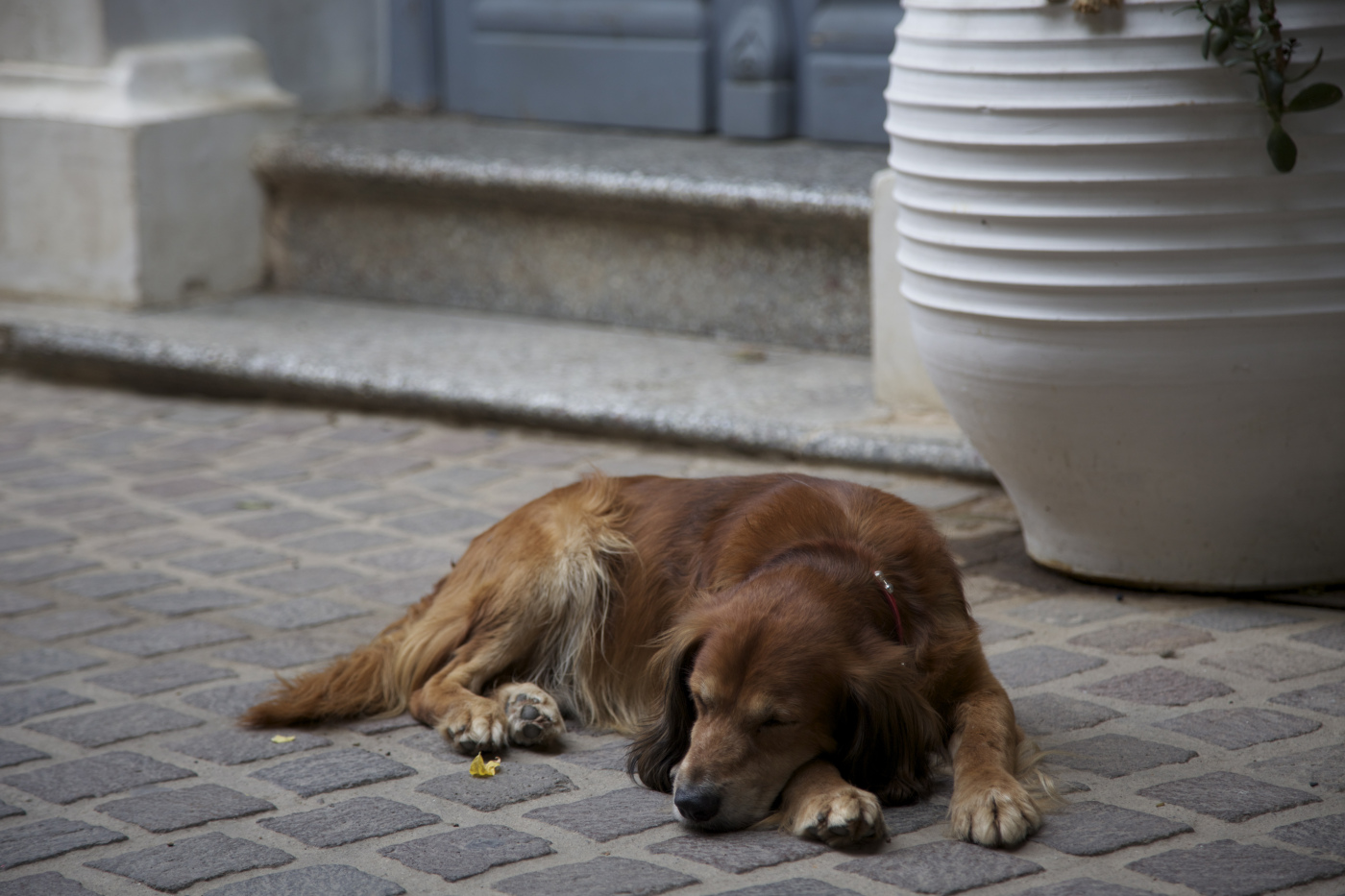 Hund in Rethymno.