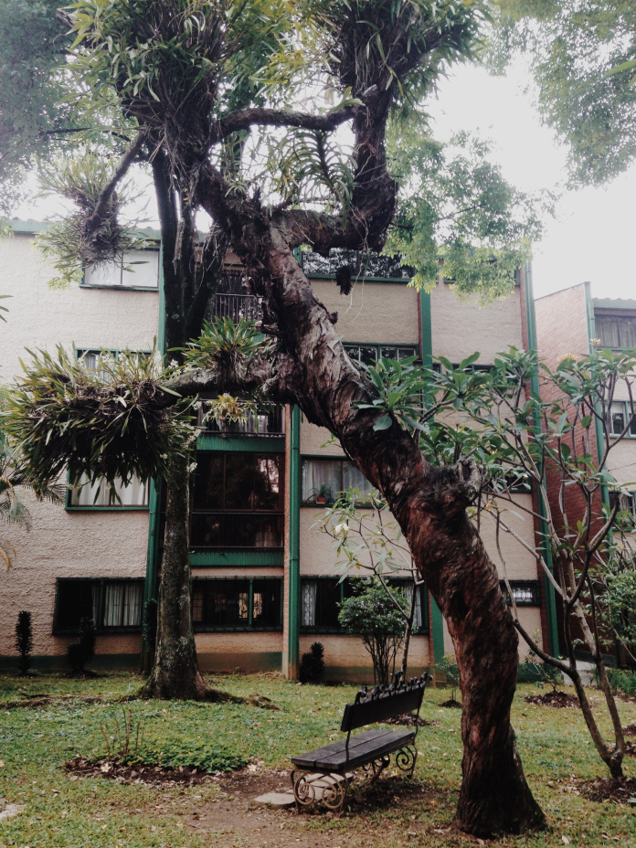 mein Hinterhof. Und Baum und Bank.
