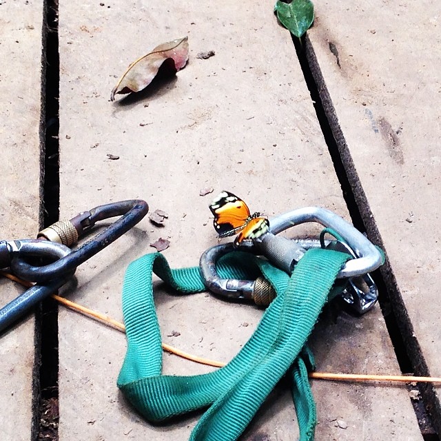 Butterflies everywhere. #travel #amazonas #climbing #butterfly #beauty #colors #instalove