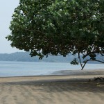 “Then there is this silence of the animals”