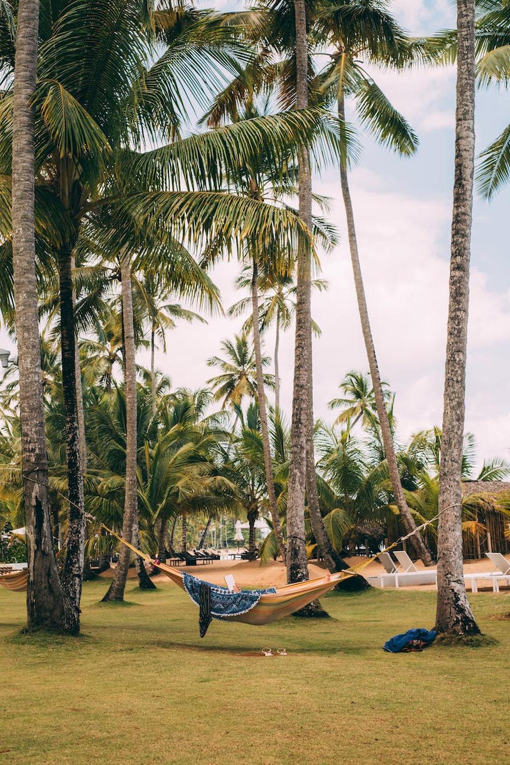 green_palm_trees_with_beige_hammock