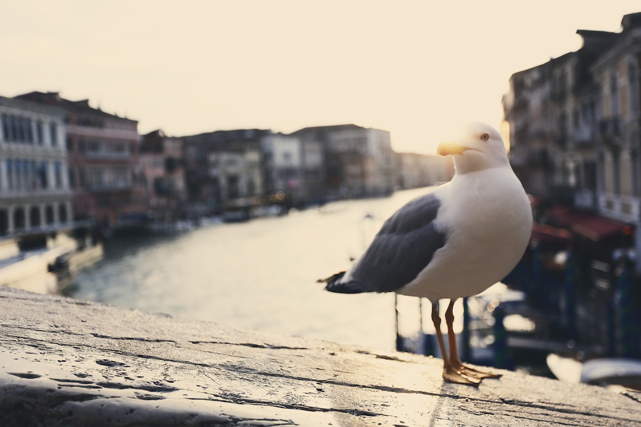 Möwe! Copyright Findungsphasen