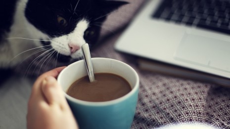Gina beim Schreiben ihrer Hausarbeit - Schreibblockade nicht erlaubt, schnurrender Kater und Kaffee schon.