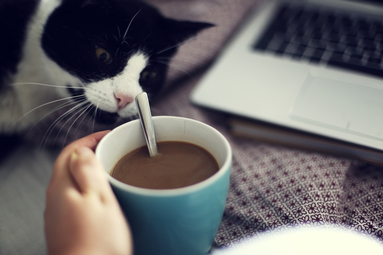 Gina beim Schreiben ihrer Hausarbeit - Schreibblockade nicht erlaubt, schnurrender Kater und Kaffee schon.