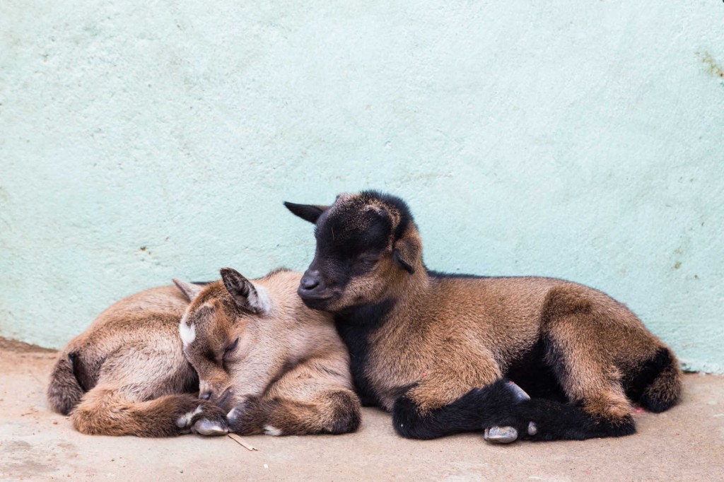 ziegen_benin_anidenkt