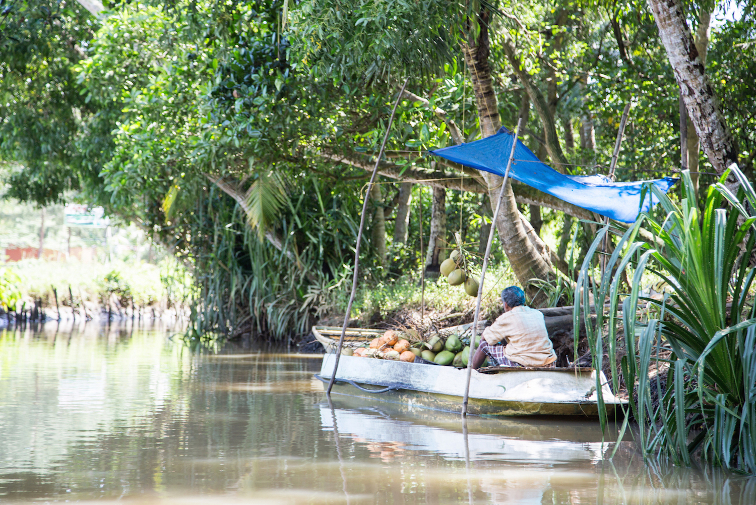 coconut_backwaters_anidenkt