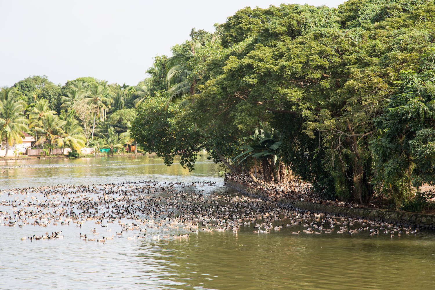ducks_kerala_anidenkt