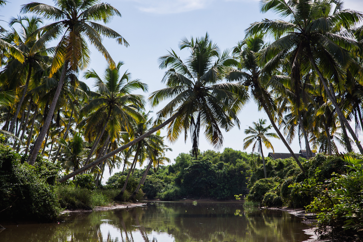jungle_backwaters_kerala