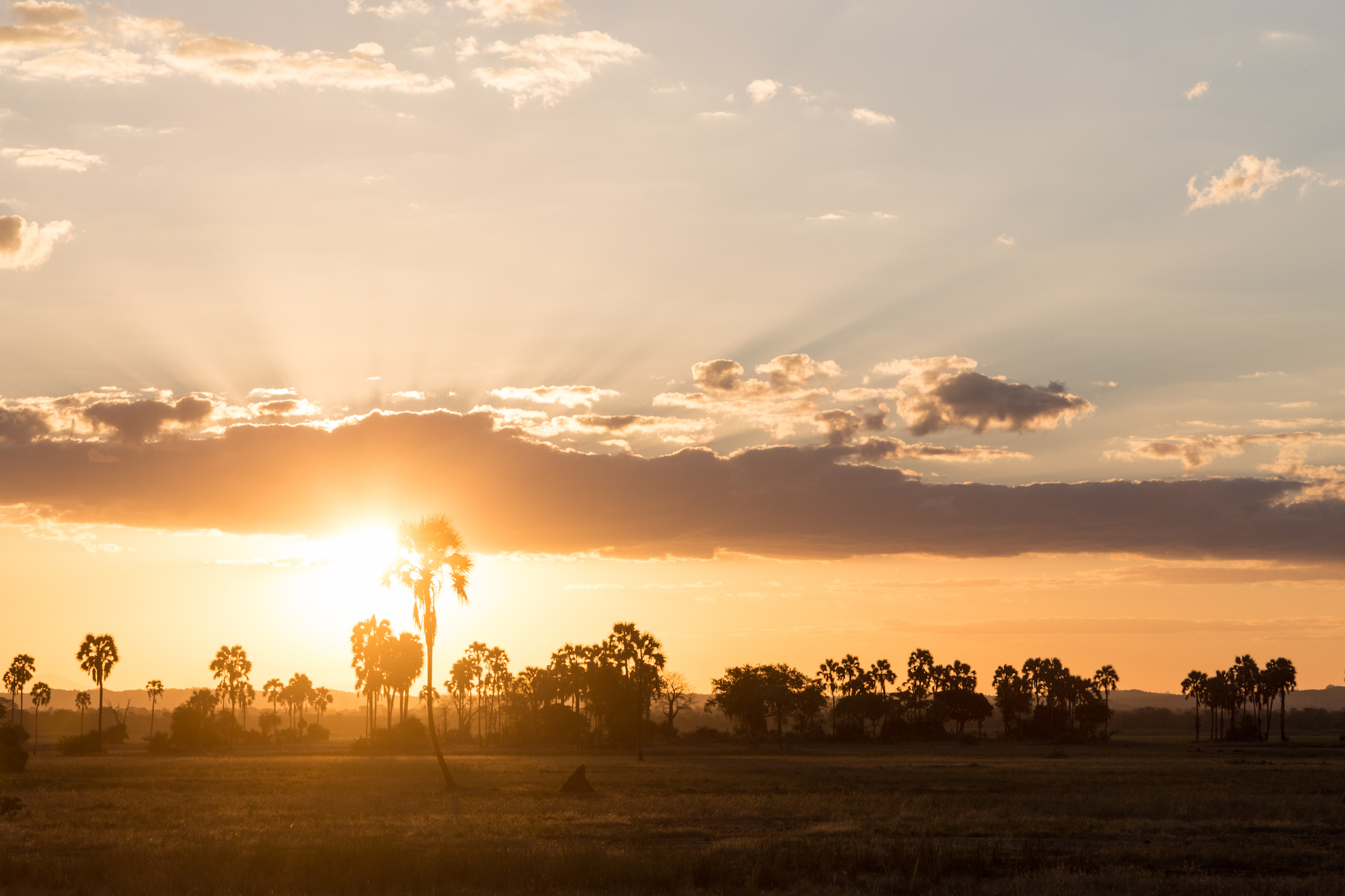 busman_baobab_malawi_anidenkt19