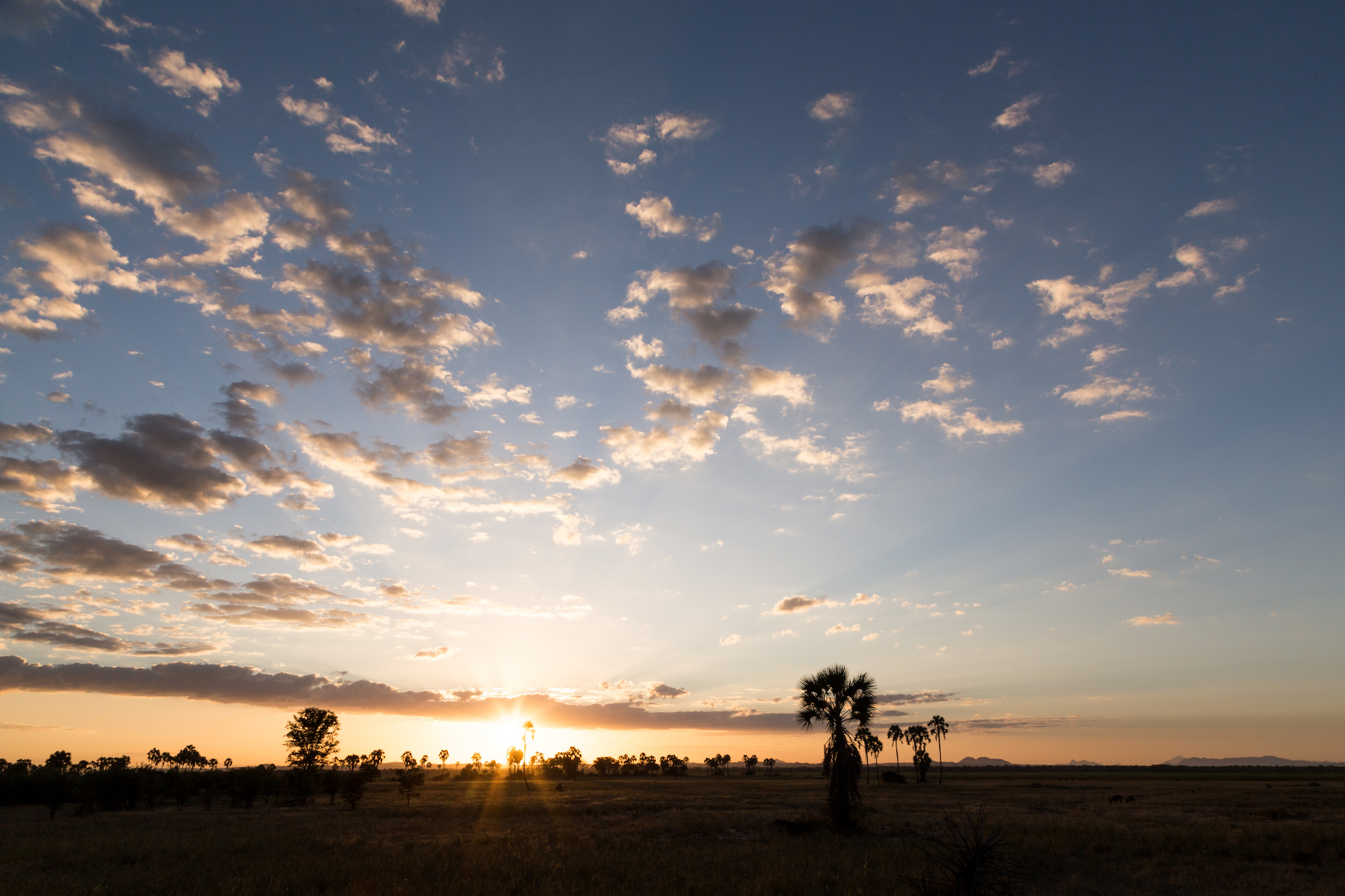 busman_baobab_malawi_anidenkt21